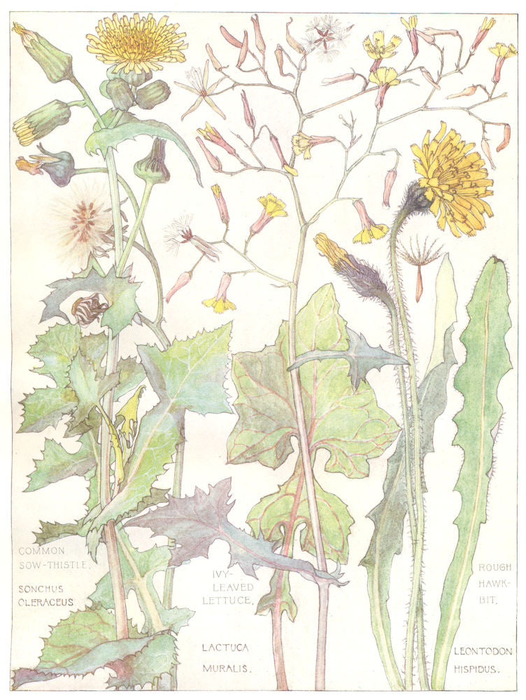 DAISIES. Compositae. Common Sow-Thistle; Ivy-Leaved Lettuce; Rough Hawkbit 1907